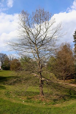 Platanus x hispanica - platan javorolistý - celej jaro (74)
